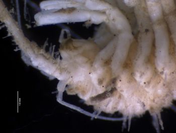 Media type: image; Invertebrate Zoology 151007